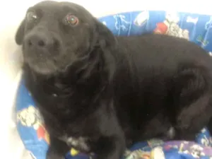 Cachorro raça Srd idade 6 ou mais anos nome Pokémon