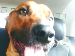 Cachorro raça Srd idade 2 anos nome PRINCESA