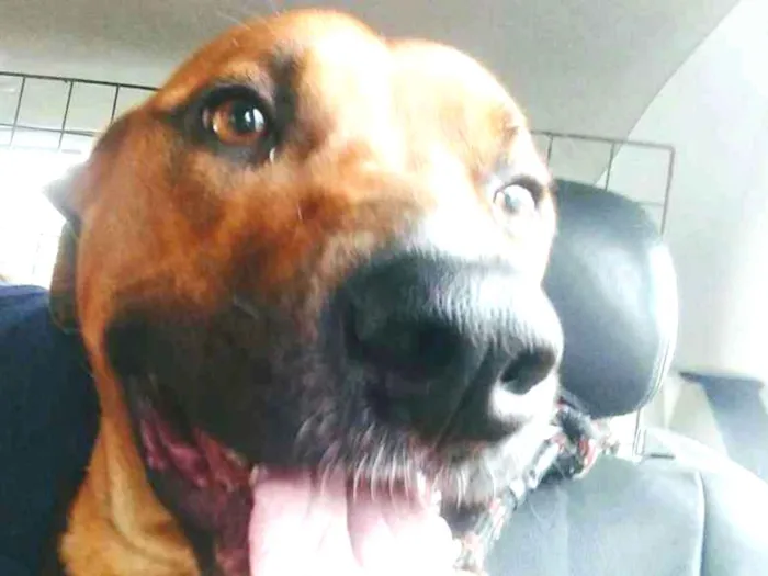 Cachorro ra a Srd idade 2 anos nome PRINCESA