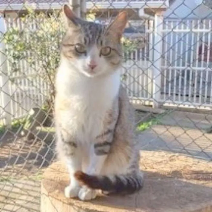 Gato ra a srd idade 1 ano nome Chips
