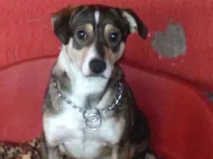 Cachorro raça Srd idade 2 anos nome MAX