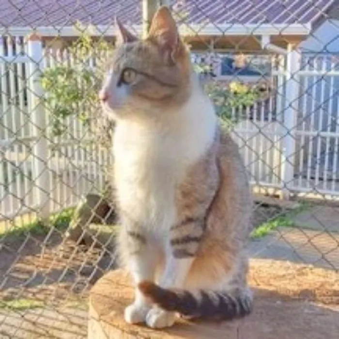 Gato ra a srd idade 1 ano nome Chips