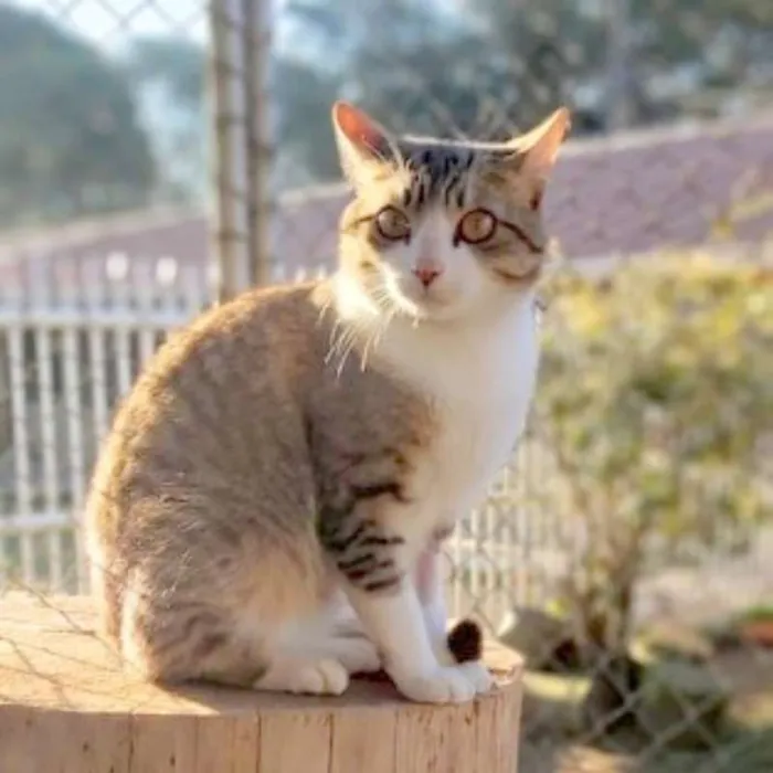 Gato ra a srd idade 1 ano nome Chips