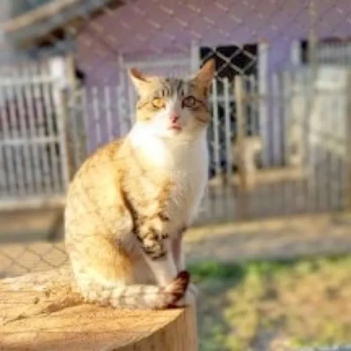 Gato ra a srd idade 1 ano nome Chips