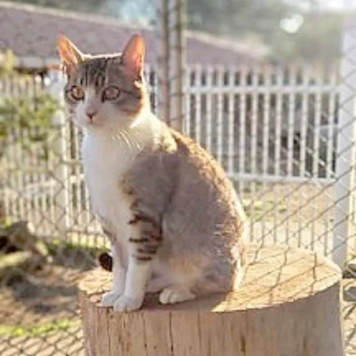 Gato ra a srd idade 1 ano nome Chips