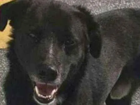 Cachorro ra a Srd idade 4 anos nome BUSÃO