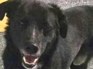 Cachorro raça Srd idade 4 anos nome BUSÃO