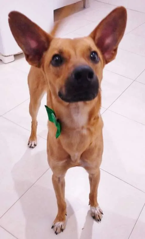 Cachorro ra a srd idade 1 ano nome Chokito