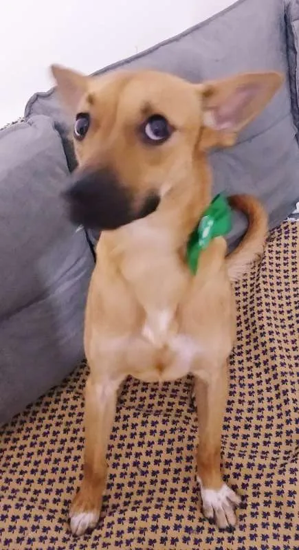 Cachorro ra a srd idade 1 ano nome Chokito
