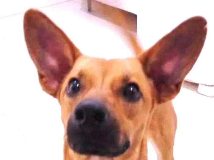 Cachorro ra a srd idade 1 ano nome Chokito