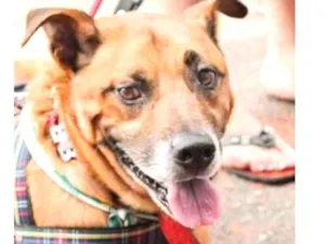 Cachorro raça Srd idade 6 ou mais anos nome LELLO