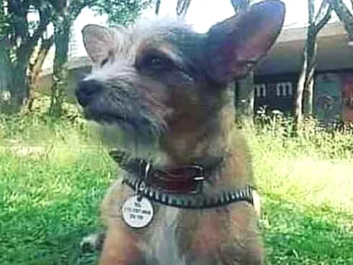 Cachorro ra a SRD idade 6 ou mais anos nome Theodoro