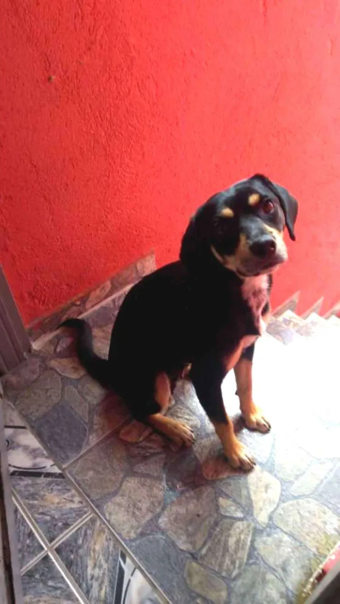 Cachorro ra a Srd idade 1 ano nome SAFIRA