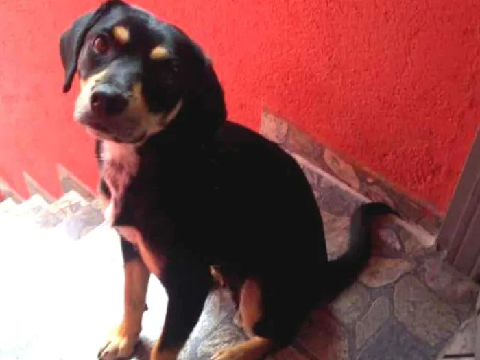 Cachorro ra a Srd idade 1 ano nome SAFIRA