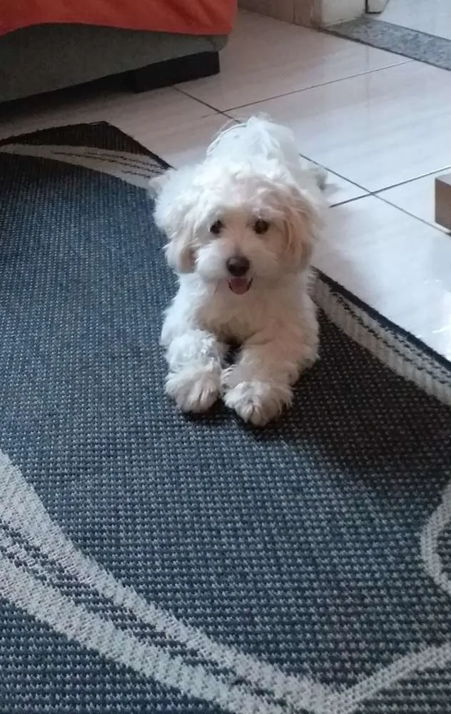 Cachorro raça Poodle idade 1 ano nome Milla
