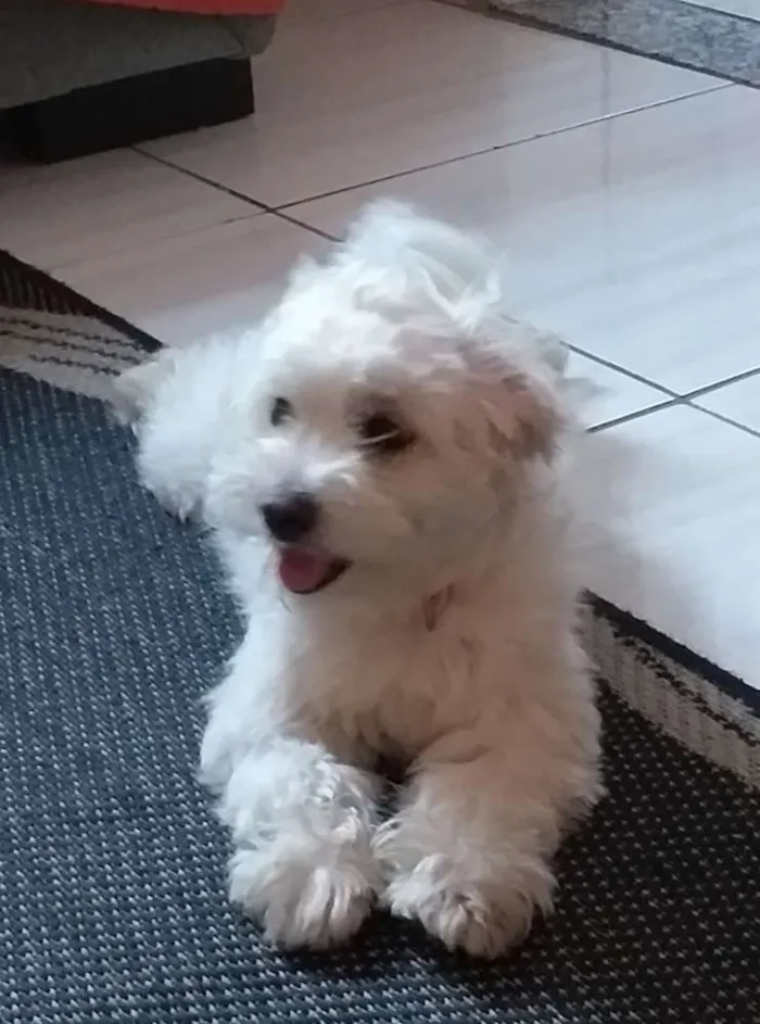 Cachorro raça Poodle idade 1 ano nome Milla