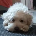 Milla