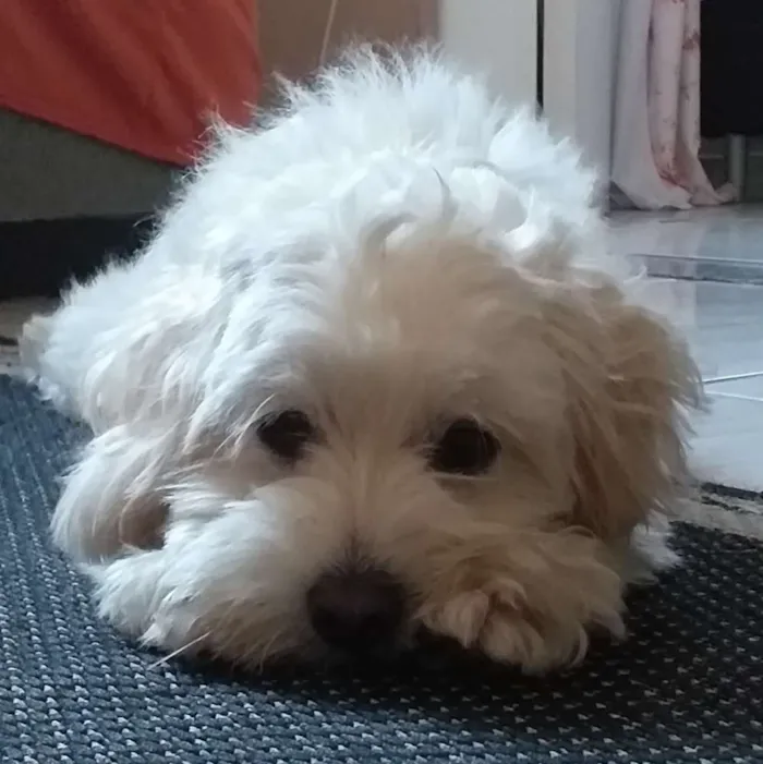 Cachorro raça Poodle idade 1 ano nome Milla