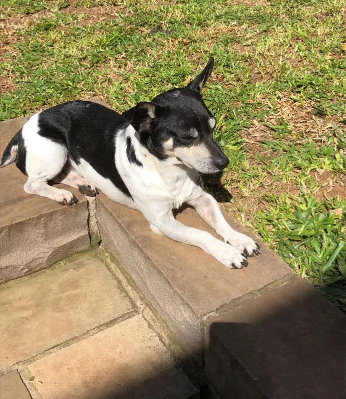 Cachorro ra a SRD idade 5 anos nome CHICO