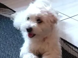 Cachorro raça Poodle idade 1 ano nome Milla