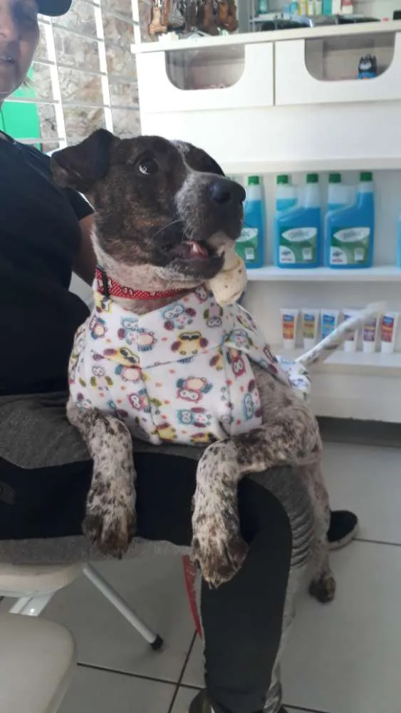 Cachorro raça Mix pittbull idade 1 ano nome Valente