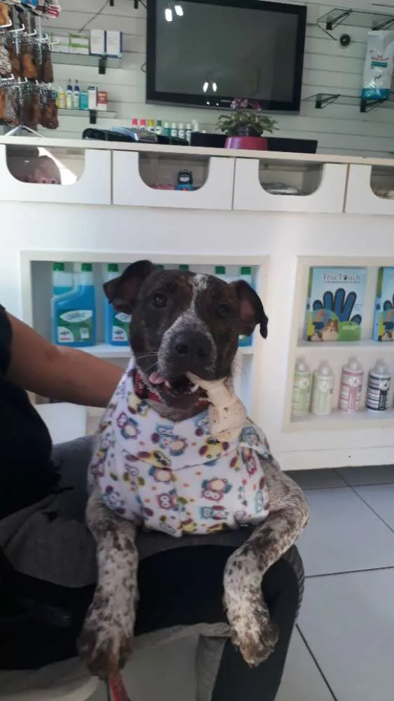 Cachorro raça Mix pittbull idade 1 ano nome Valente