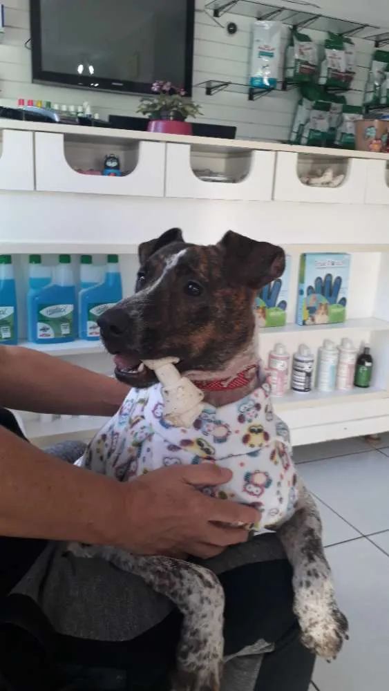 Cachorro raça Mix pittbull idade 1 ano nome Valente