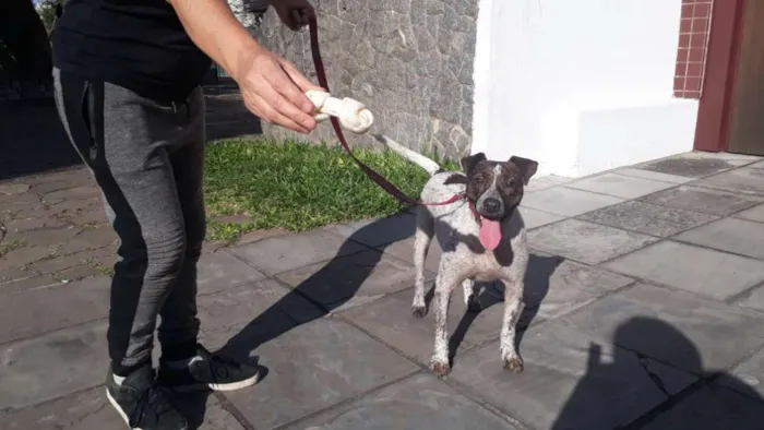 Cachorro raça Mix pittbull idade 1 ano nome Valente