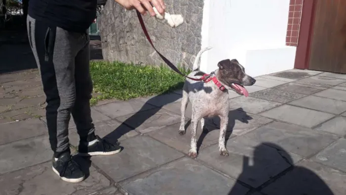 Cachorro raça Mix pittbull idade 1 ano nome Valente