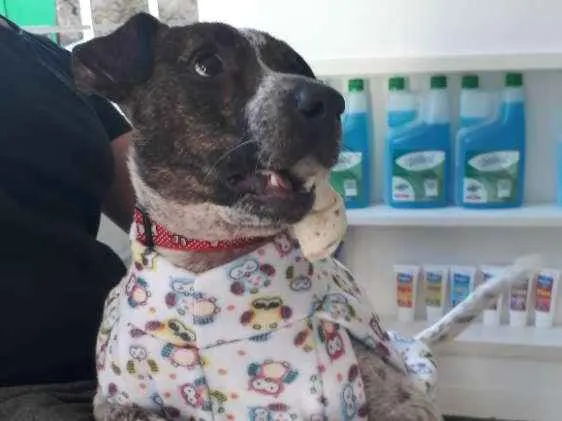 Cachorro raça Mix pittbull idade 1 ano nome Valente
