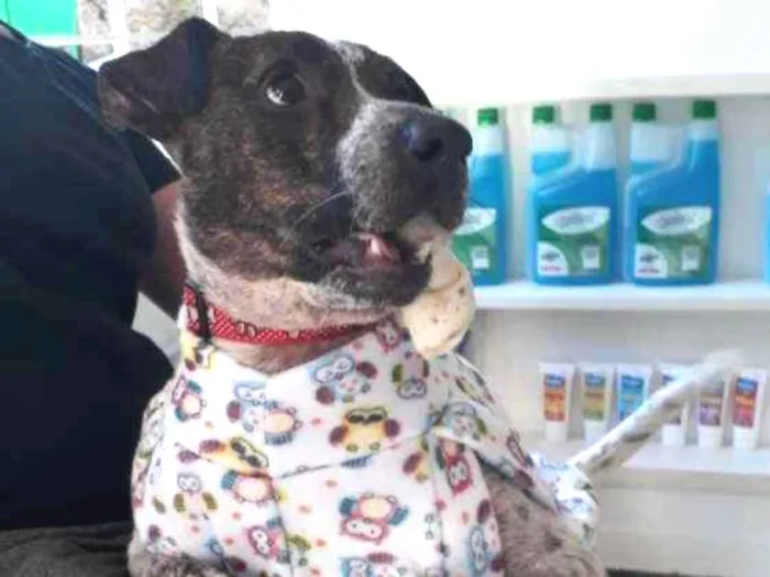 Cachorro raça Mix pittbull idade 1 ano nome Valente