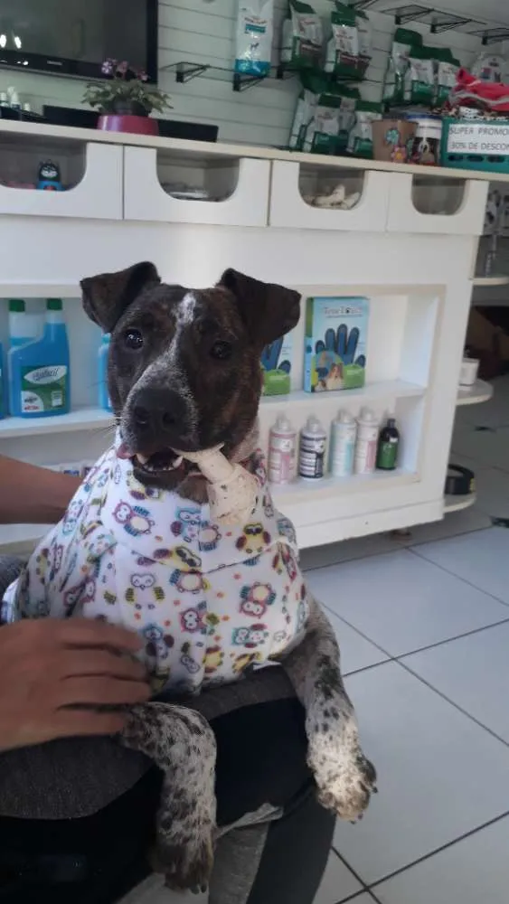 Cachorro raça Mix pittbull idade 1 ano nome Valente