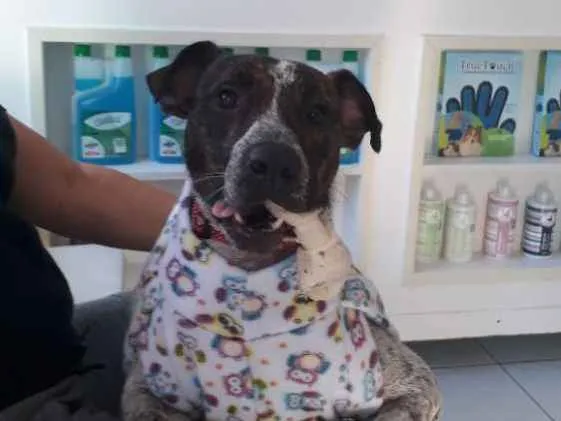 Cachorro raça Mix pittbull idade 1 ano nome Valente