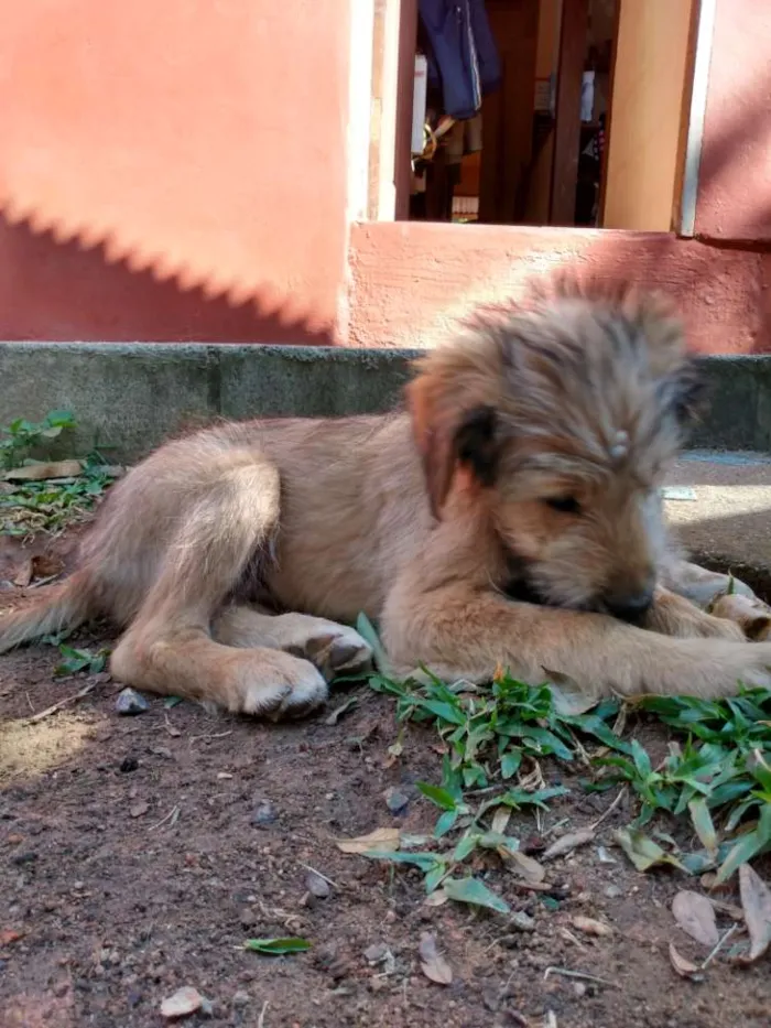 Cachorro ra a Viralata idade 2 a 6 meses nome Sem nome