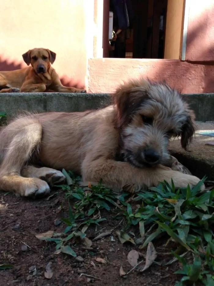 Cachorro ra a Viralata idade 2 a 6 meses nome Sem nome