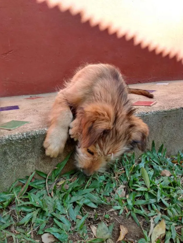 Cachorro ra a Viralata idade 2 a 6 meses nome Sem nome