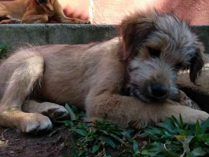 Cachorro ra a Viralata idade 2 a 6 meses nome Sem nome