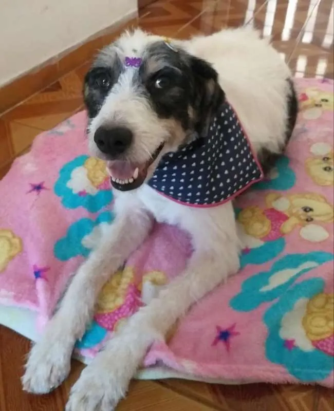 Cachorro ra a SRD idade 2 anos nome Mel