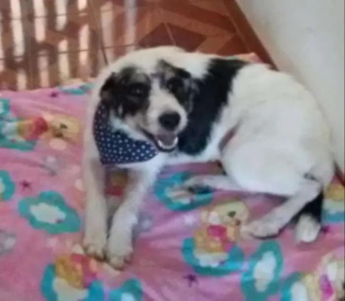 Cachorro ra a SRD idade 2 anos nome Mel