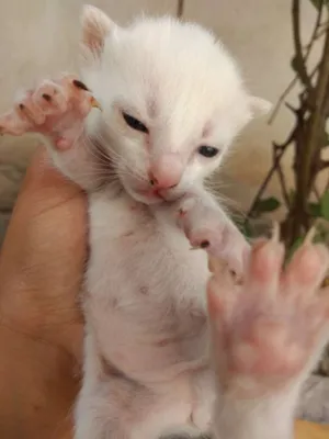Gato raça Não reconhecida  idade Abaixo de 2 meses nome Nathy, Kat , vivi , 