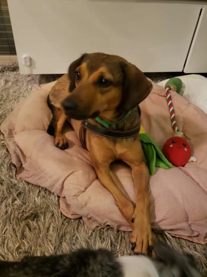 Cachorro ra a SRD idade 1 ano nome Magrela