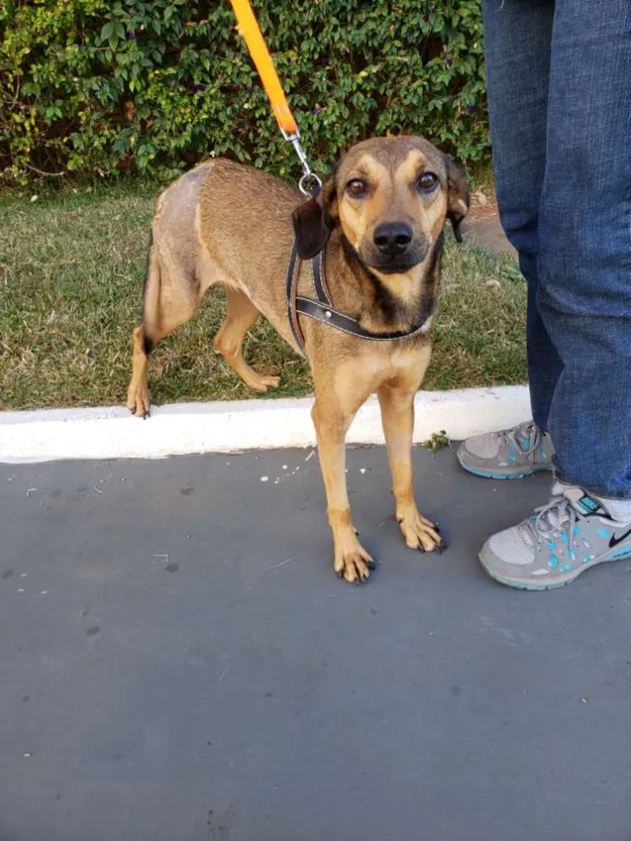Cachorro ra a SRD idade 1 ano nome Magrela