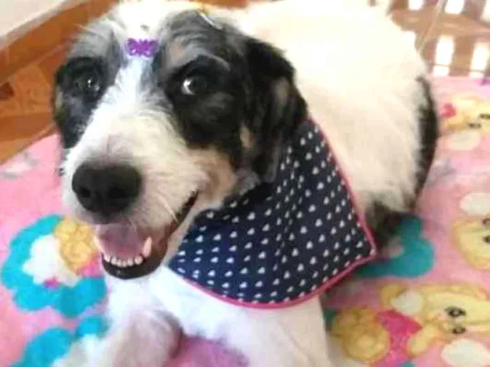 Cachorro ra a SRD idade 2 anos nome Mel
