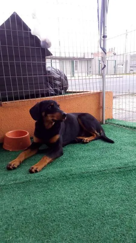 Cachorro ra a SRD idade 7 a 11 meses nome Luma