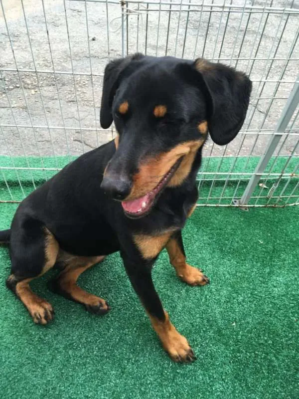 Cachorro ra a SRD idade 7 a 11 meses nome Luma