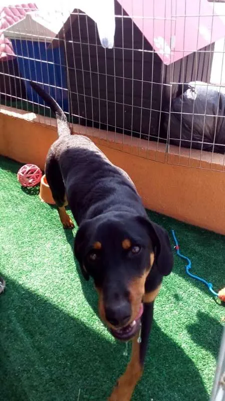 Cachorro ra a SRD idade 7 a 11 meses nome Luma