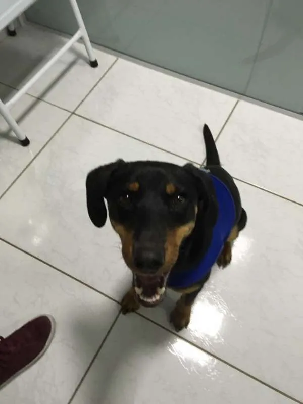 Cachorro ra a SRD idade 7 a 11 meses nome Luma