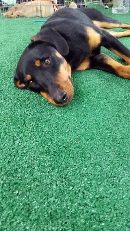 Cachorro ra a SRD idade 7 a 11 meses nome Luma
