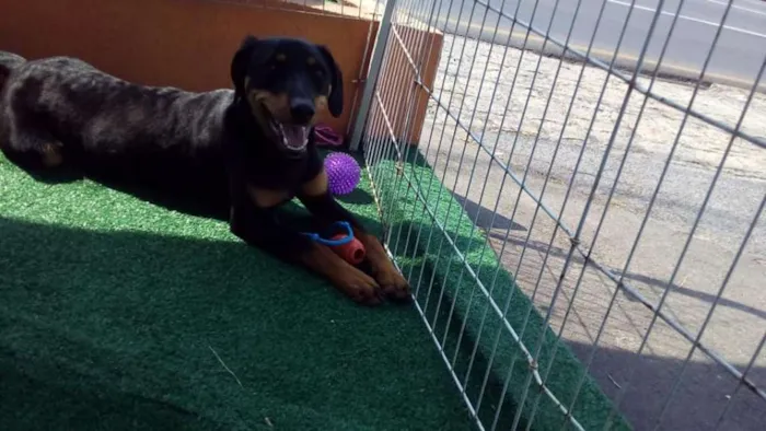 Cachorro ra a SRD idade 7 a 11 meses nome Luma