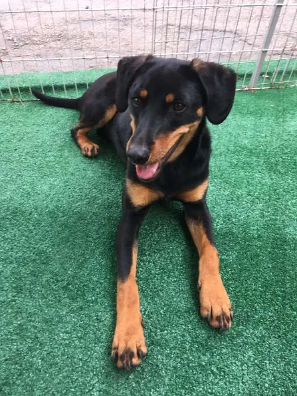Cachorro ra a SRD idade 7 a 11 meses nome Luma
